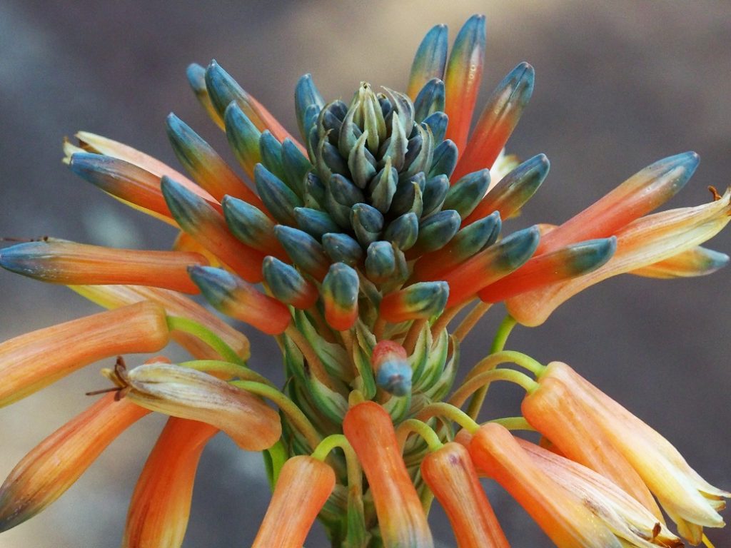Close-up of flower bud on succulent plant