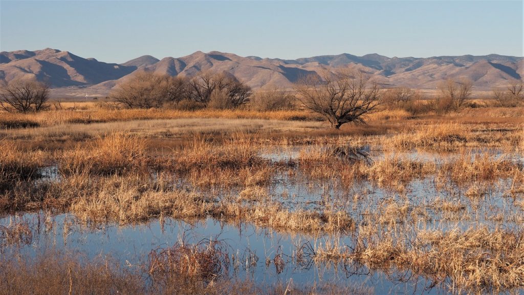 Marsh in foreground; mountains on horizon.