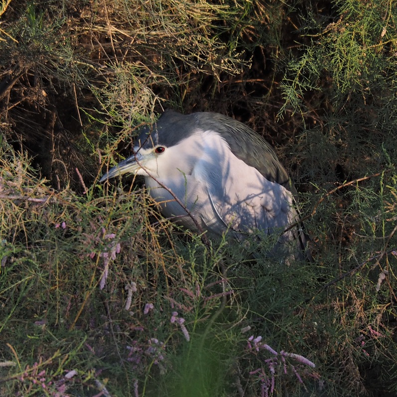 Night heron peering out of bush.