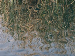 Wavy reflection of tall grasses