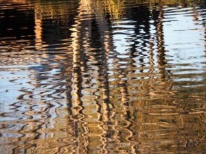 Wavy, gold reflection of leafless tree