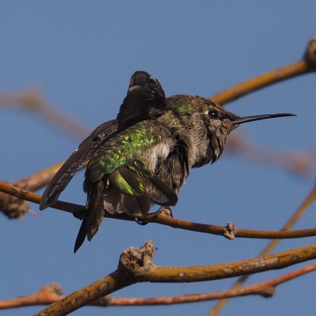 Fluffed-up hummingbird on branch