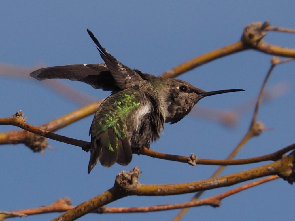 Fluffed-up hummingbird on branch