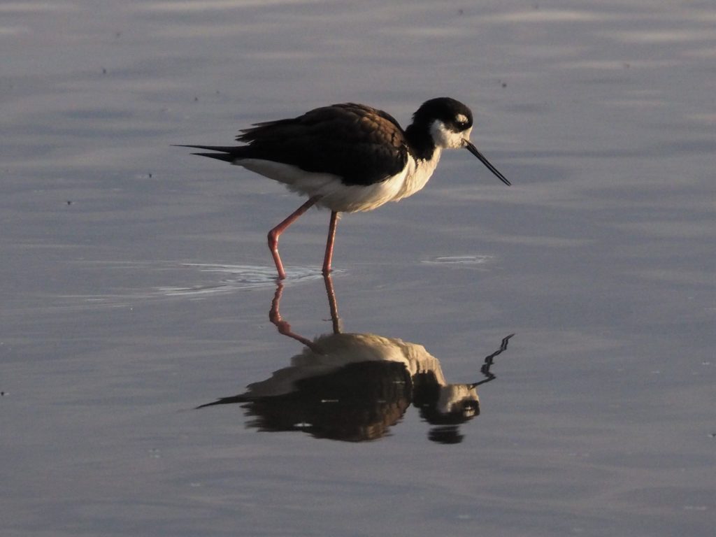 Black-necked stilt in early morning light