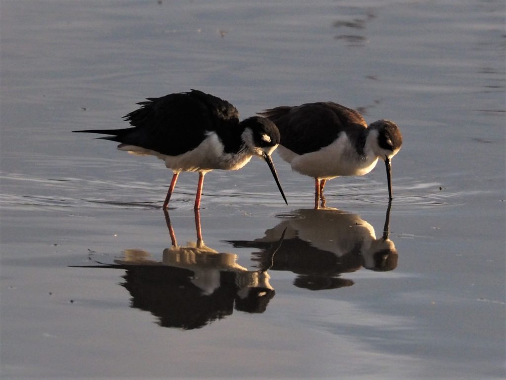 Two black-necked stilts reflected in water.