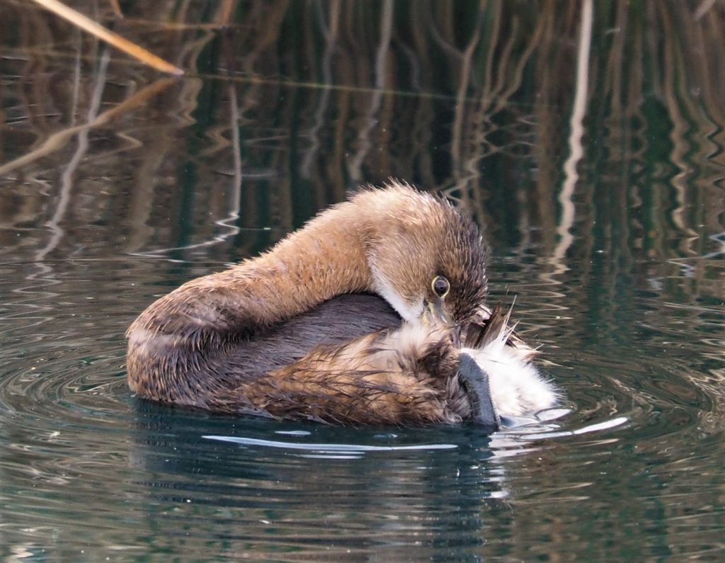 Pied-billed grebe grooming rear haunch.