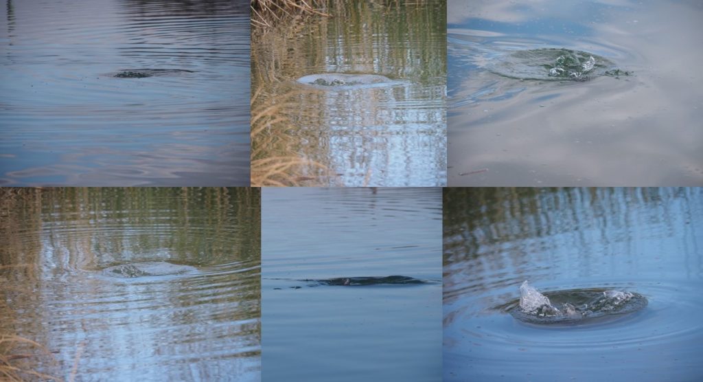 Montage of 6 photos of splashes from diving ducks