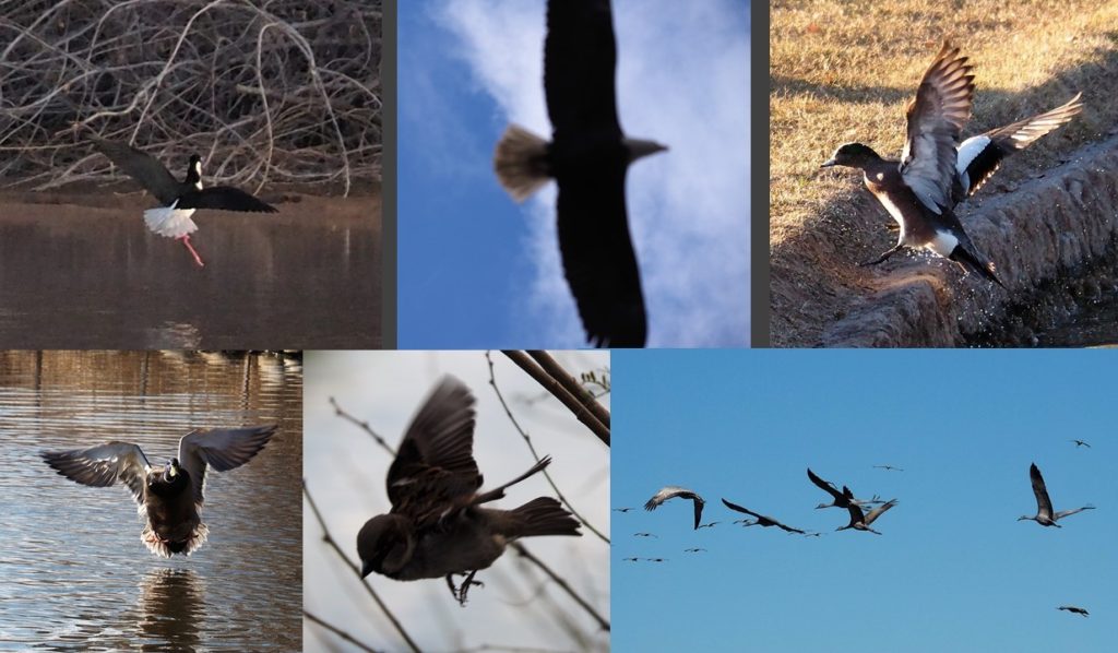 Six fuzzy photos of birds in flight.
