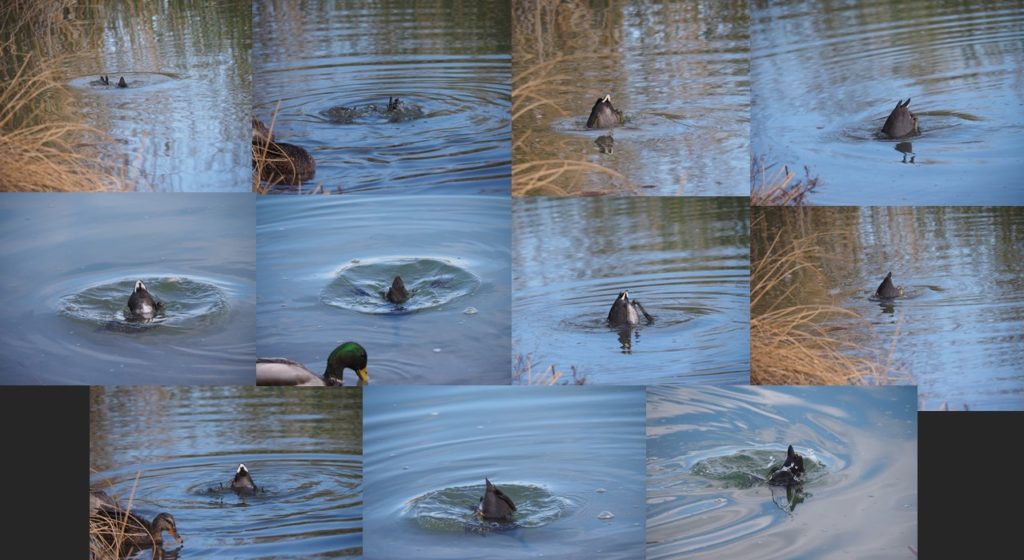 Montage of 11 photos of tail ends of diving ducks