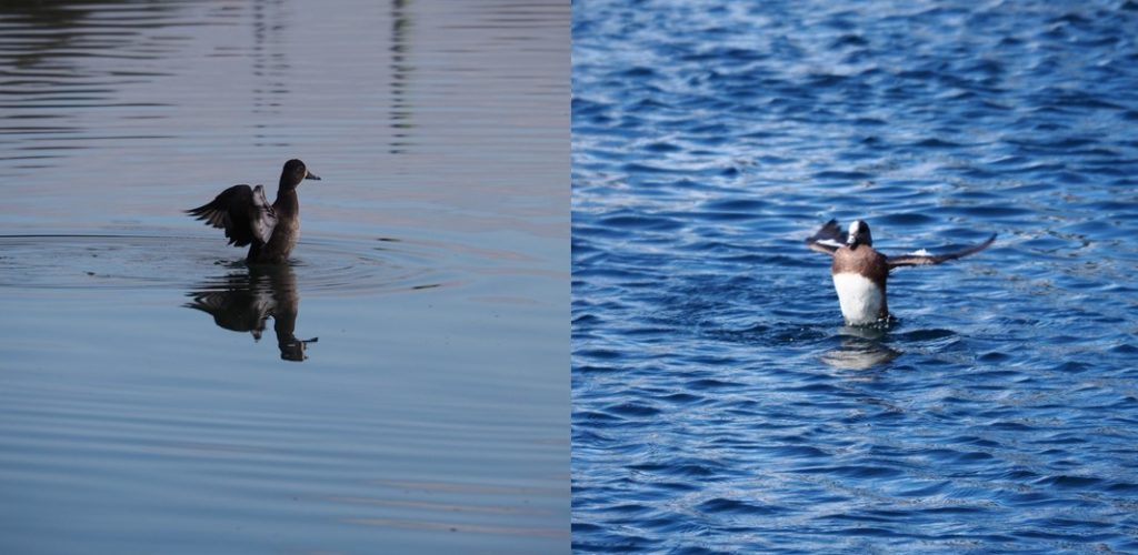 Two photos of birds too far away.