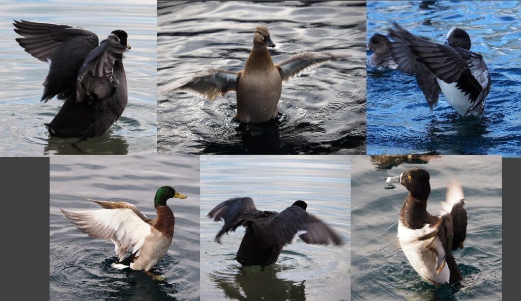 Six fuzzy photos of birds with flared wings