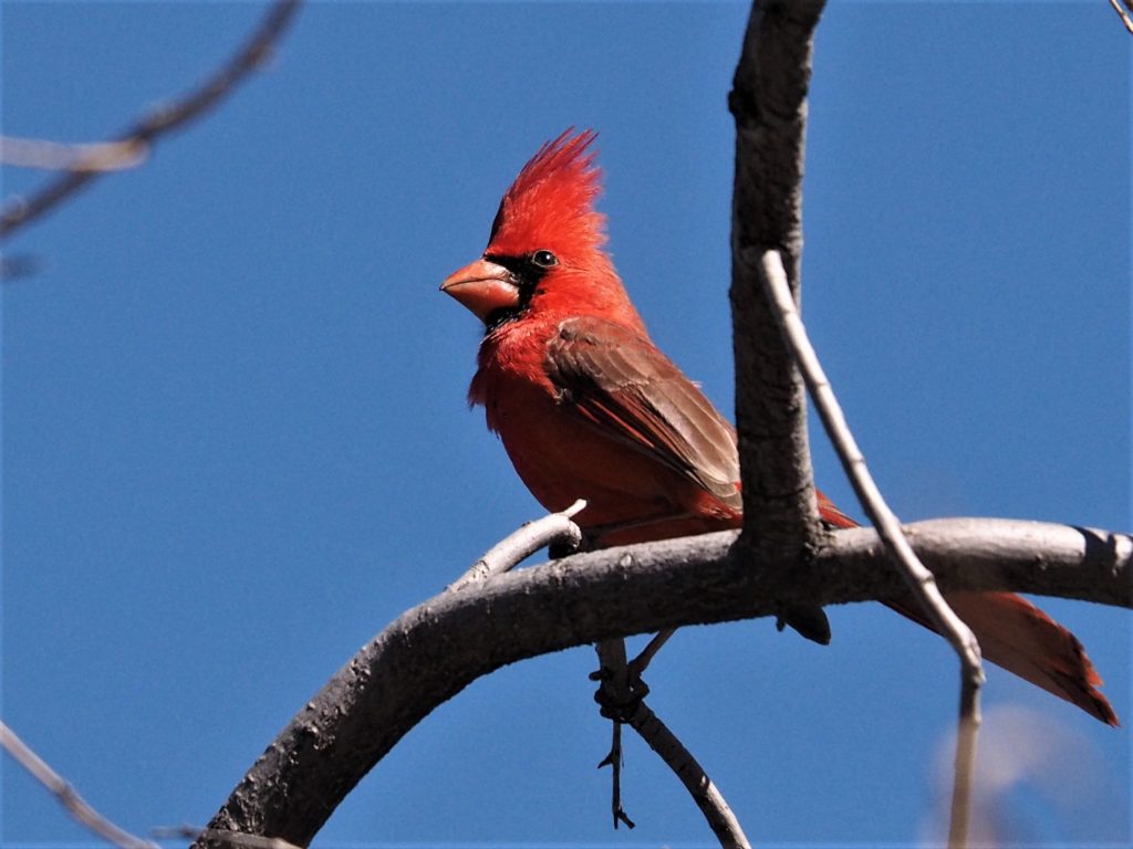 Intensely red male northern cardinal on bare branch, against blue sky.