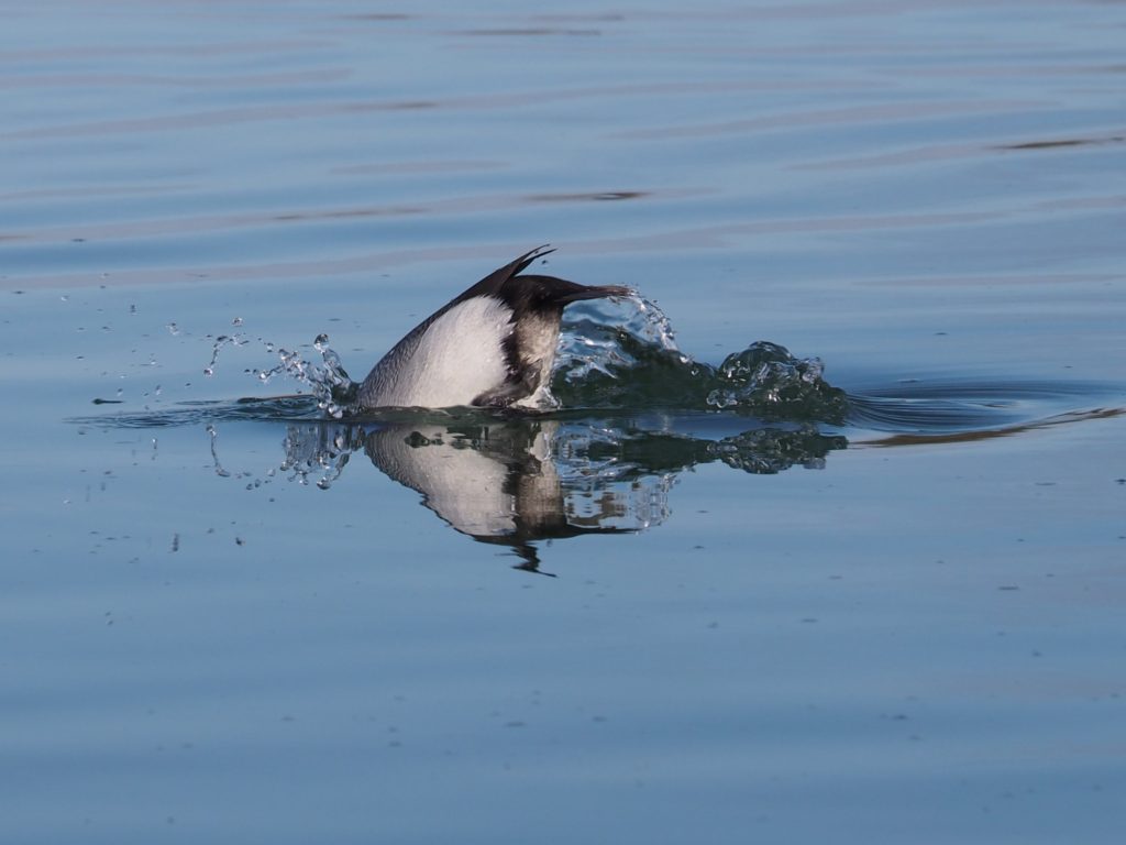 Reflected tail end of a duck, diving.