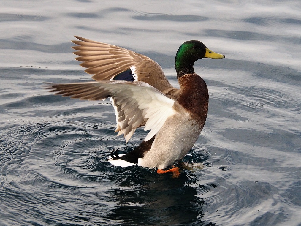 Male mallard with flared wings