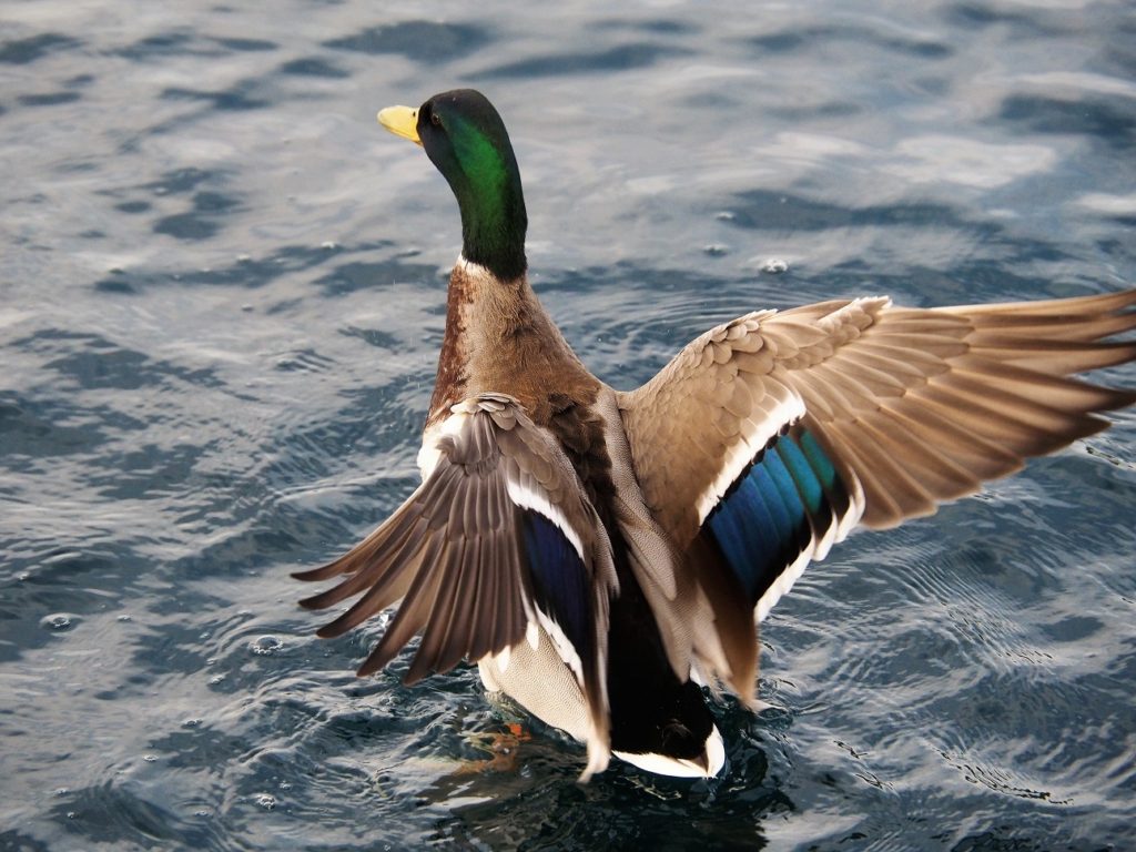 Male mallard with flared wings