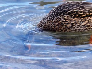 Female mallard with head under water