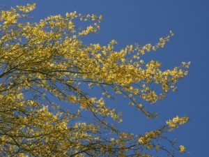 Yellow flowers on branches of palo verde against blue sky.