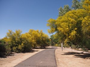 Flowering palo verde trees flanking walkway.