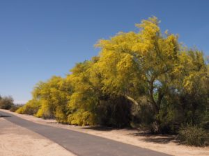 Row of palo verde trees in bloom