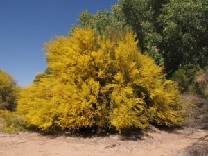 Shrubby palo verde in full bloom