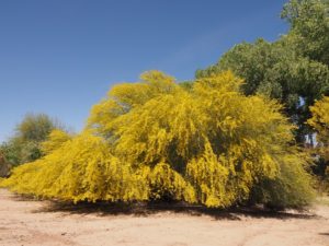 Shrubby palo verde in full bloom.