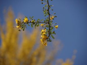 Close-up of palo verde flowers with tree in full bloom blurred in background.