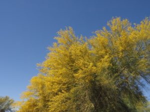 Blooming palo verde against blue sky.