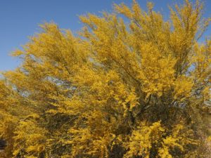 Full-frame shot of shrubby palo verde in full bloom