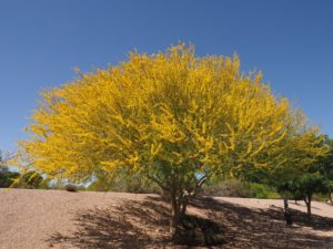 Pruned palo verde in full bloom