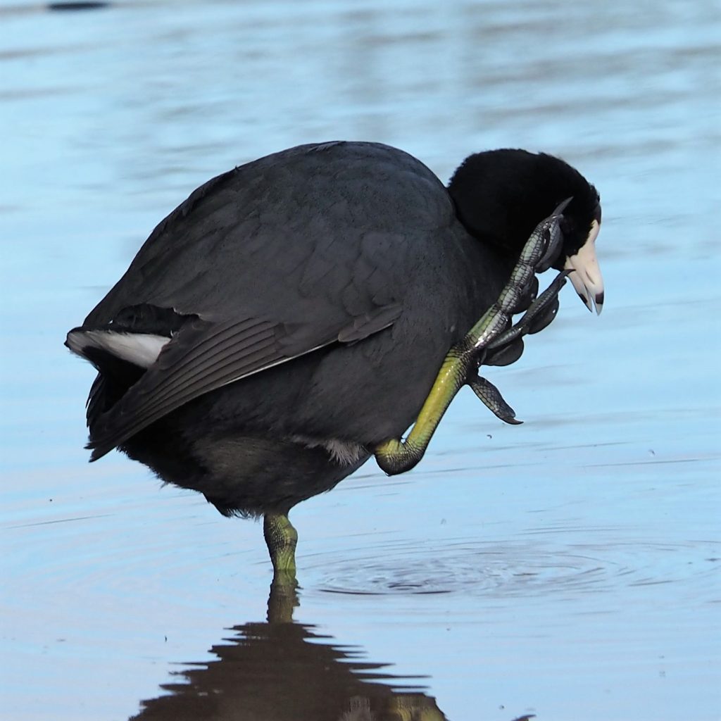 American Coot with foot held up out of the water.