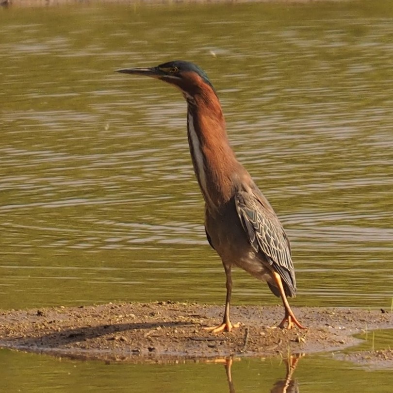 Green heron in pond, with neck stretched out.