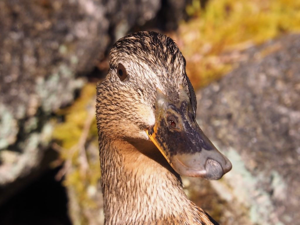 Duck in close-up, looking askance at photographer.