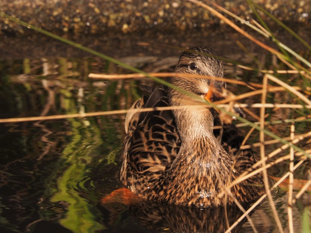 Duck peeking out between reeds.