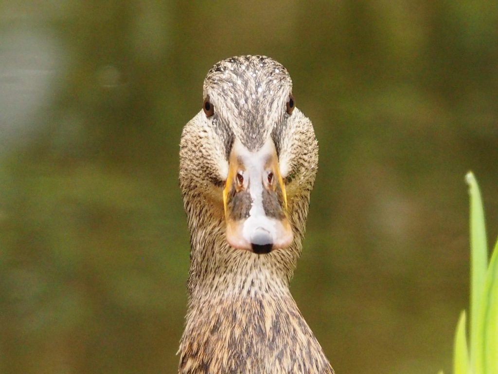 Being stared down by a duck