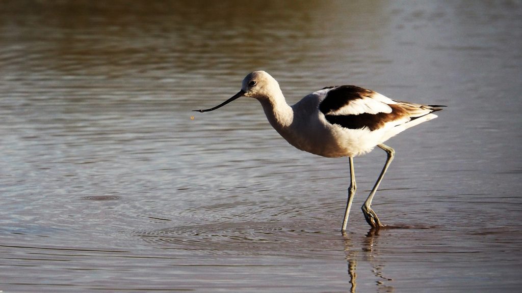 Female avocet wading through pond.