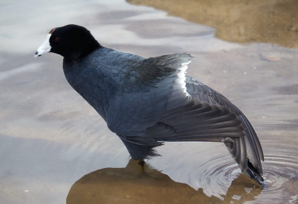 Standing on left foot; wings spread, from side.