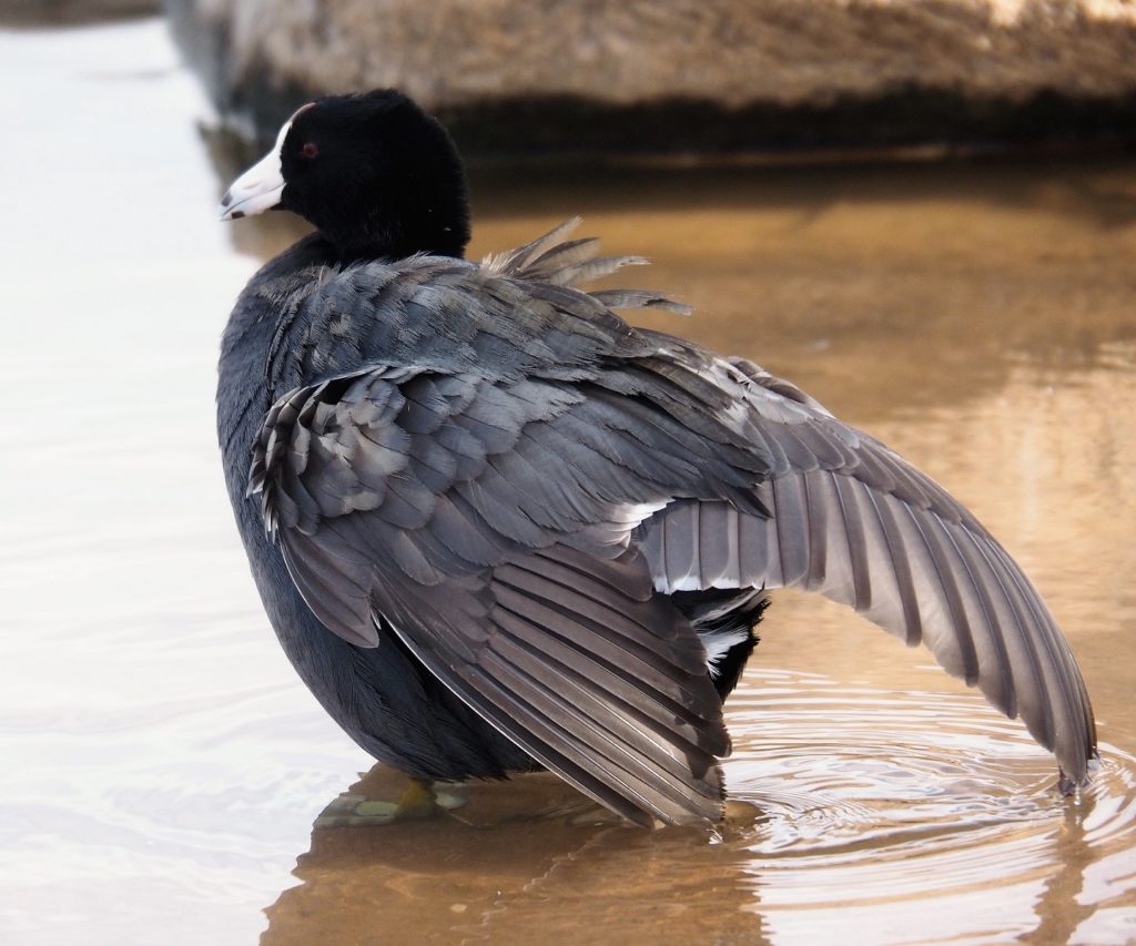 Wings spread to form a bustle.