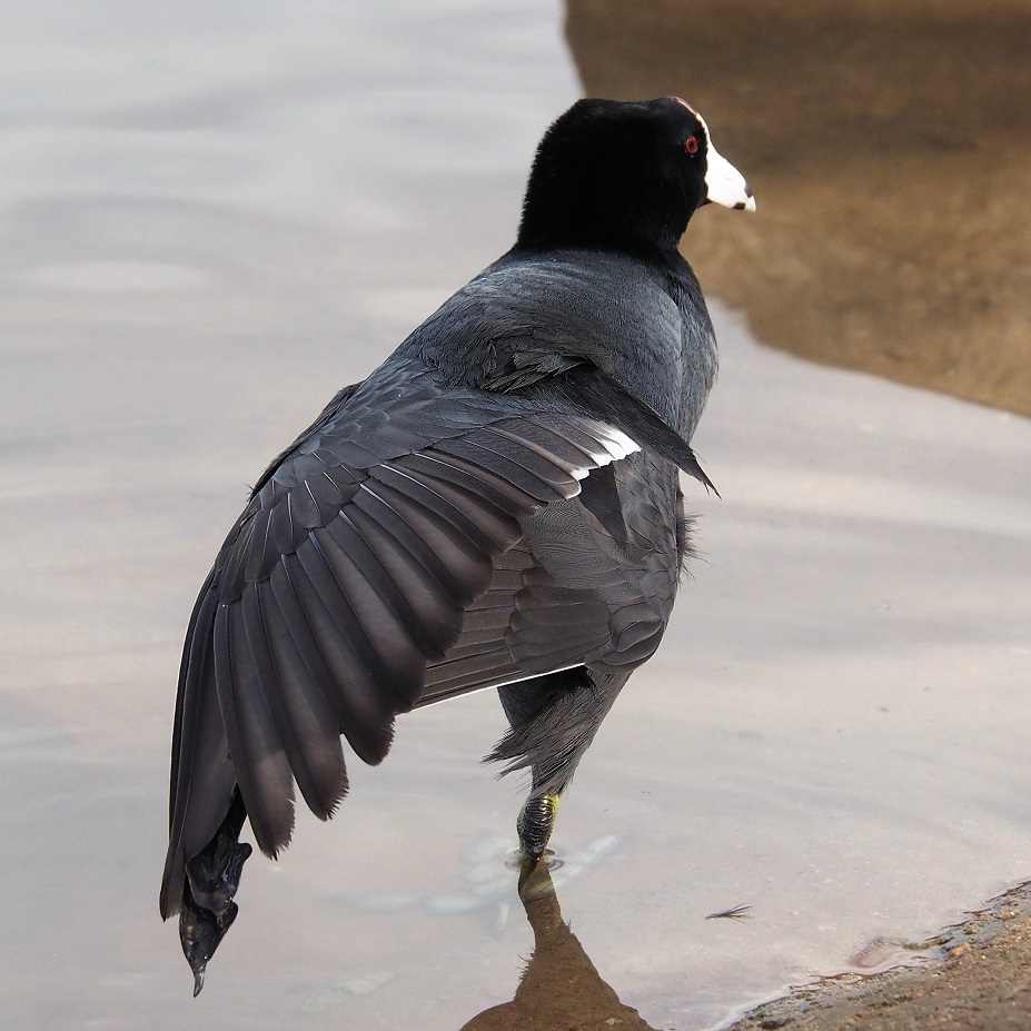 Standing on right foot; wings spread, from side.