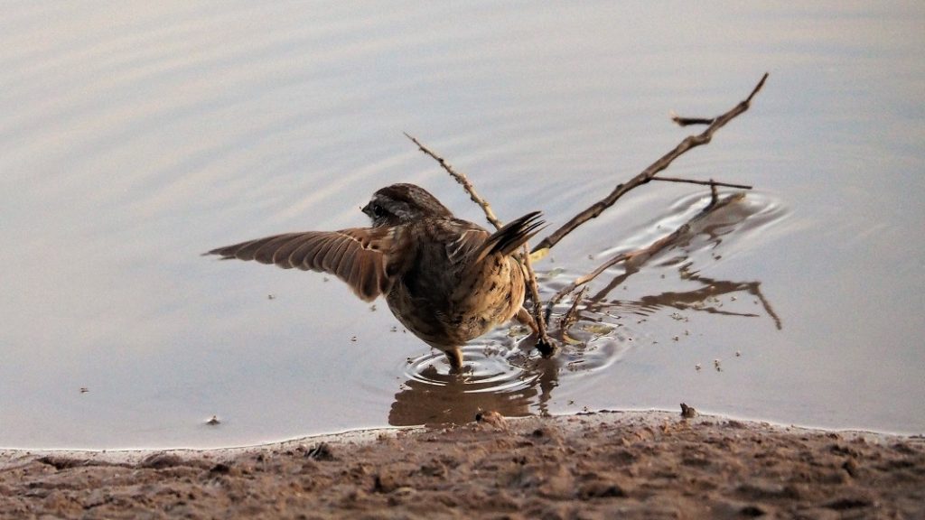 Sparrow with left wing stretched out.