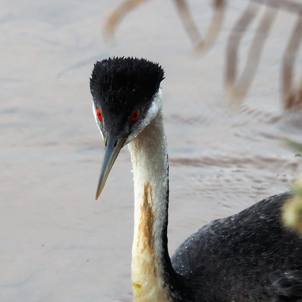 Looking down the beak of the western grebe.
