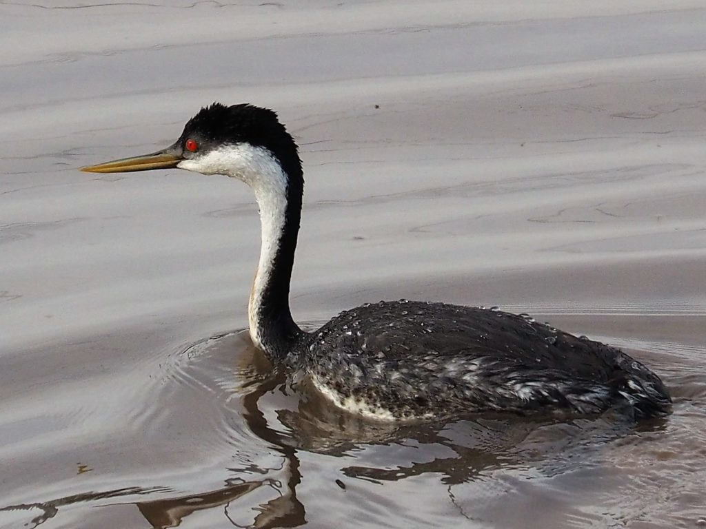 Full-body profile view of western grebe.