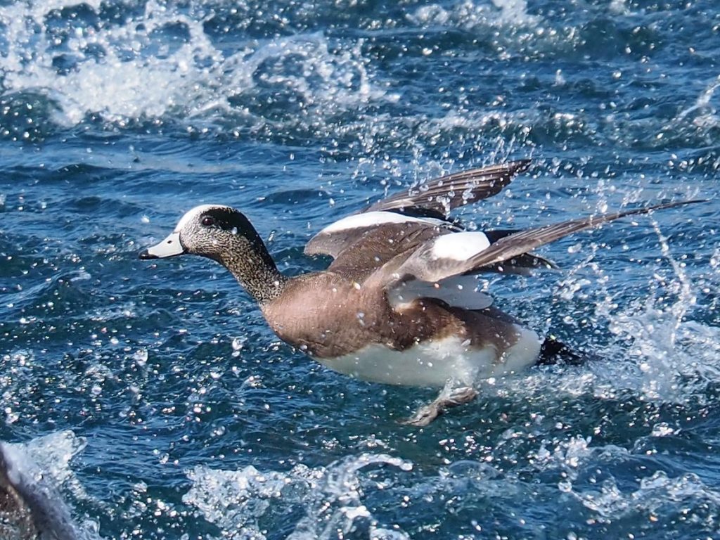 American wigeon landing on pond, wings outstretched and water spraying.