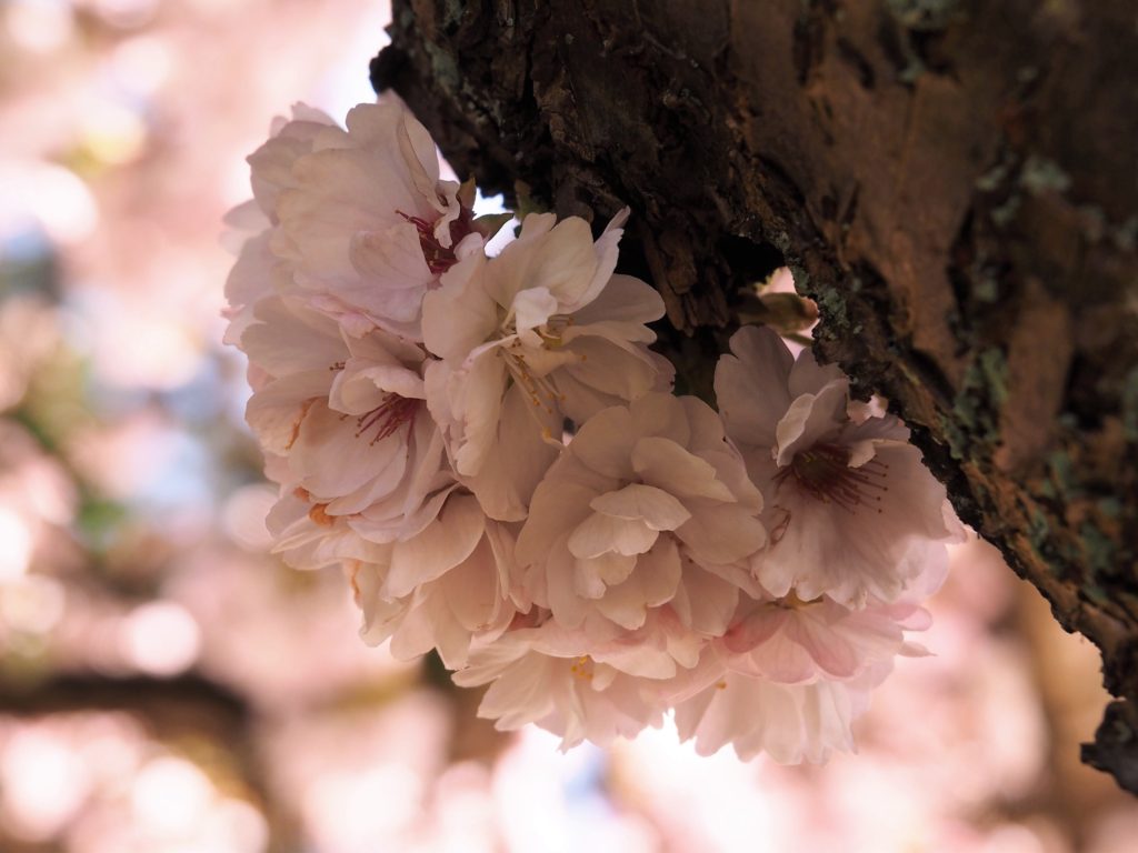 Pink crabapple bloom against tree bark.