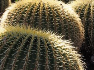Close-up of thorns on rounded cactus