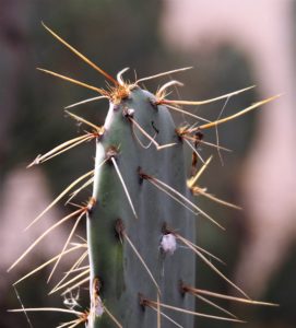 Single blade of prickly pear with thorns