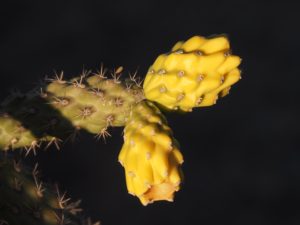 Yellow fruit on cholla cactus