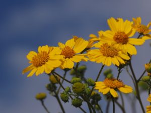 Bright yellow daisy-like flowers against bright-blue sky.