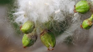 White seed fluff with green seed pods