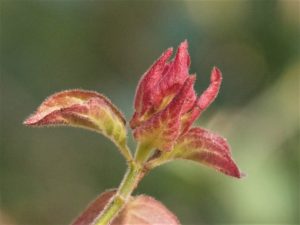 Red and green new leaves.