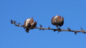 Two dried seed pods against deep-blue sky.